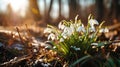 White snowdrop flowers bloom outdoors with sunlight Royalty Free Stock Photo
