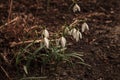 Snowdrop flowers bloom in spring time on Cape Cod, Massachusetts