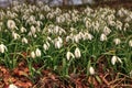 Snowdrop flowers bloom in spring time on Cape Cod, Massachusetts
