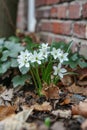 White Snowdrop Flowers Blooming in Spring Garden Against Brick Wall Royalty Free Stock Photo