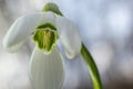 White snowdrop flowers close up. Galanthus blossoms illuminated by the sun in the green blurred background, early spring. Royalty Free Stock Photo