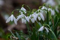 White snowdrop flowers close up. Galanthus blossoms illuminated by the sun in the green blurred background, early spring. Royalty Free Stock Photo