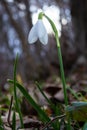 White snowdrop flowers close up. Galanthus blossoms illuminated by the sun in the green blurred background, early spring. Royalty Free Stock Photo