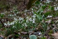 White snowdrop flowers close up. Galanthus blossoms illuminated by the sun in the green blurred background, early spring. Royalty Free Stock Photo