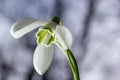 White snowdrop flowers close up. Galanthus blossoms illuminated by the sun in the green blurred background, early spring. Royalty Free Stock Photo