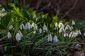 White snowdrop flowers close up. Galanthus blossoms illuminated by the sun in the green blurred background, early spring. Royalty Free Stock Photo