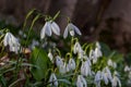 White snowdrop flowers close up. Galanthus blossoms illuminated by the sun in the green blurred background, early spring. Royalty Free Stock Photo