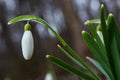 White snowdrop flowers close up. Galanthus blossoms illuminated by the sun in the green blurred background, early spring. Royalty Free Stock Photo