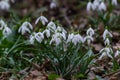 White snowdrop flowers close up. Galanthus blossoms illuminated by the sun in the green blurred background, early spring. Royalty Free Stock Photo