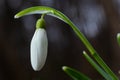 White snowdrop flowers close up. Galanthus blossoms illuminated by the sun in the green blurred background, early spring. Royalty Free Stock Photo