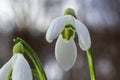 White snowdrop flowers close up. Galanthus blossoms illuminated by the sun in the green blurred background, early spring. Royalty Free Stock Photo