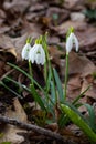 White snowdrop flowers close up. Galanthus blossoms illuminated by the sun in the green blurred background, early spring. Royalty Free Stock Photo