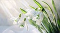 White snowdrop flowers with green leaves growing out of the snow. Illustration. Sunshine. Banner with space for your own content.