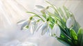 White snowdrop flowers with green leaves growing out of the snow. Illustration. Sunshine. Banner with space for your own content.