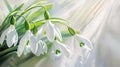 White snowdrop flowers with green leaves growing out of the snow. Illustration. Sunshine. Banner with space for your own content. Royalty Free Stock Photo