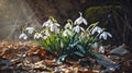 White snowdrop flowers with green leaves growing out of the snow. Illustration. Sunshine. Flowering flowers, a symbol of spring, Royalty Free Stock Photo