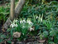 White snowdrop flowers with green leaves Royalty Free Stock Photo