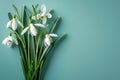 White snowdrop flowers on a plain background Royalty Free Stock Photo