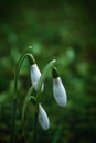 White Snowdrop Flowers Resting on Lush Green Field Royalty Free Stock Photo