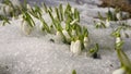 White snowdrop flowers in snow . Melting snow