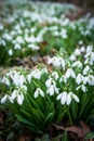White snowdrop Royalty Free Stock Photo