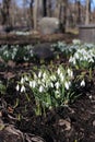 white snowdrop flowers in the sun, spring flowers, beauty of nature, delicate petals, spring, nature blooming, walk in a city park Royalty Free Stock Photo