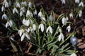 white snowdrop flowers in the sun, spring flowers, beauty of nature, delicate petals, spring, nature blooming, walk in a city park Royalty Free Stock Photo
