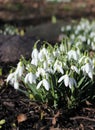 white snowdrop flowers in the sun, spring flowers, beauty of nature, delicate petals, spring, nature blooming, walk in a city park Royalty Free Stock Photo