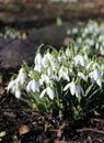 white snowdrop flowers in the sun, spring flowers, beauty of nature, delicate petals, spring, nature blooming, walk in a city park