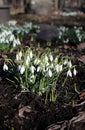 white snowdrop flowers in the sun, spring flowers, beauty of nature, delicate petals, spring, nature blooming, walk in a city park Royalty Free Stock Photo