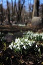 white snowdrop flowers in the sun, spring flowers, beauty of nature, delicate petals, spring, nature blooming, walk in a city park Royalty Free Stock Photo