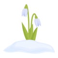 White snowdrop icon cartoon vector. Flower grass