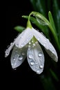 A white snowdrop with raindrops on a black background