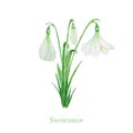 White Snowdrop spring easter flowers with Fresh green leafs. Delicate Snowdrops first flower bouquet the spring symbols