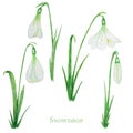 White Snowdrop spring easter flowers with Fresh green leafs set. Delicate Snowdrops first flower the spring symbols