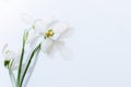 White snowdrops on a white background close-up. macro of spring flowers in soft focus Royalty Free Stock Photo