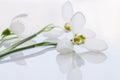 White snowdrops on a white background close-up. macro of spring flowers in soft focus Royalty Free Stock Photo