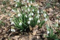 White snowdrops on Bear mountain Royalty Free Stock Photo