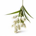 White Snowdrops Blooming In Native Australian Motif: A Matte Photo Art