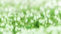 White snowdrops. Blurred foreground. Carpet of flowers in full bloom Royalty Free Stock Photo