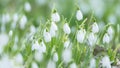 White snowdrops. Blurred foreground.  Green horizontal backdrop Royalty Free Stock Photo