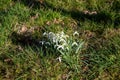 White snowdrops. Blurred foreground. Green horizontal backdrop Royalty Free Stock Photo
