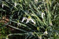 White snowdrops. Blurred foreground. Green horizontal backdrop Royalty Free Stock Photo