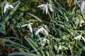 White snowdrops. Blurred foreground. Green horizontal backdrop Royalty Free Stock Photo