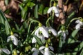 White snowdrops. Blurred foreground. Green horizontal backdrop Royalty Free Stock Photo
