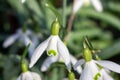 White snowdrops. Blurred foreground. Green horizontal backdrop Royalty Free Stock Photo