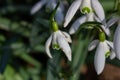 White snowdrops. Blurred foreground. Green horizontal backdrop Royalty Free Stock Photo