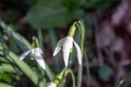 White snowdrops. Blurred foreground. Green horizontal backdrop Royalty Free Stock Photo
