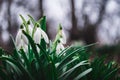 White snowdrops closeup with blurred background Royalty Free Stock Photo