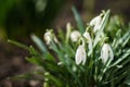 White snowdrops closeup with blurred background Royalty Free Stock Photo